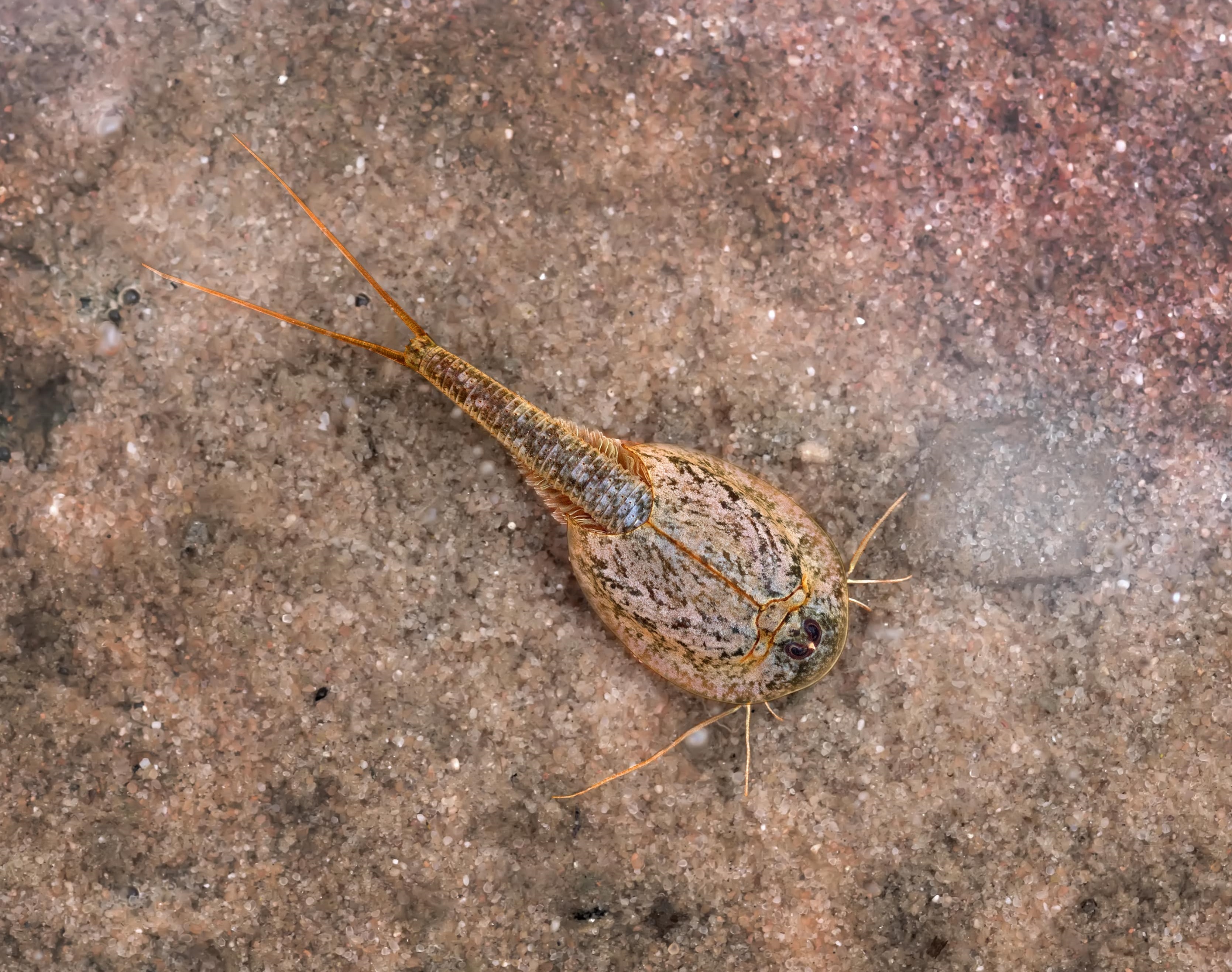 کدام جانوران بیش‌ترین طولِ عمر را روی زمین داشته‌اند؟