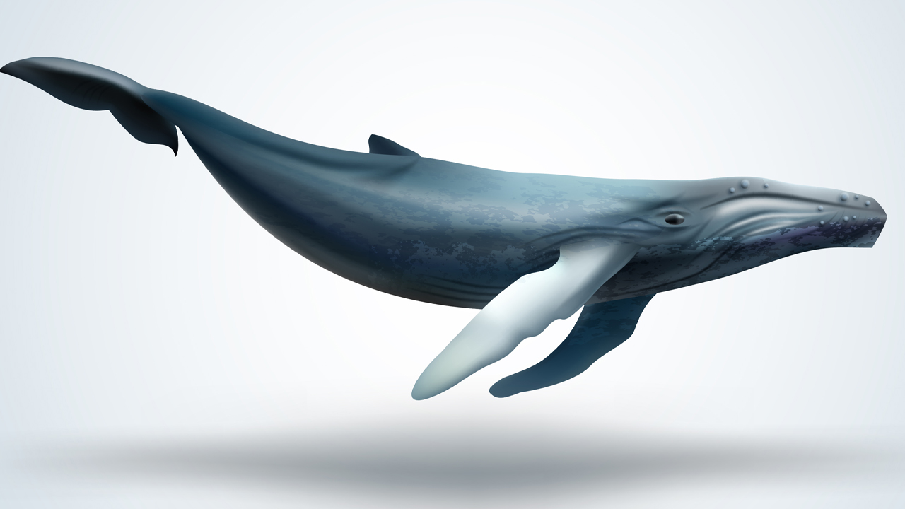 این هفته نهنگ های XRP میلیون ها توکن را به صرافی ها و کیف پول های ناشناخته منتقل کردند