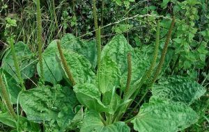 «بارهنگ کبیر» گیاهی برای بهبود تنفس