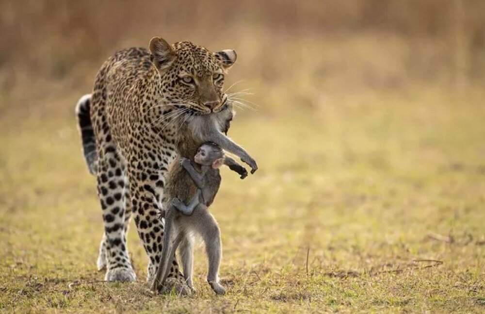 تلاش دلخراش بچه بابون که در دهان پلنگ هم جسد مادر مرده اش را رها نمی کند!