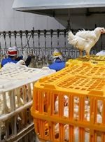 توزیع روزانه مرغ گرم به ۷ هزار و ۵۰۰ تن رسید