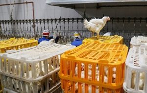 توزیع روزانه مرغ گرم به ۷ هزار و ۵۰۰ تن رسید