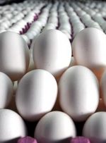 درخواست گرانی تخم مرغ از طرف تولید کنندگان و نگرانی از حذف آخرین پروتئین از سفره مردم