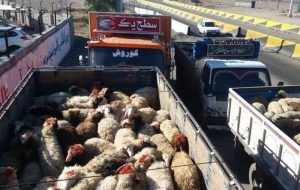 رئیس اتحادیه گوشت گوسفندی: قاچاق دام باعث گرانی گوشت قرمز است