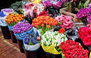 رییس اتحادیه گل و گیاه خبر داد: تعطیلی نیمی از فروش آنلاین گل با محدودیت‌های اینترنتی