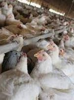 ضرر ۱۰ هزار تومانی مرغداران در فروش هر کیلو تخم‌مرغ/ سهمیه‌بندی نهاده در بازارگاه