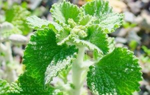 فراسیون گیاهی برای پاکسازی بدن