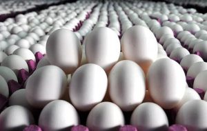 قیمت تخم‌مرغ بسته‌بندی هفته آینده اعلام می‌شود