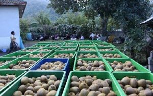 مشکل صادرات کیوی به هندوستان هنوز رفع نشده است مشکل صادرات کیوی به هندوستان هنوز رفع نشده است