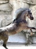 پرونده ثبت جهانی اسب کُرد به‌صورت “بین‌المللی” تکمیل می‌شود