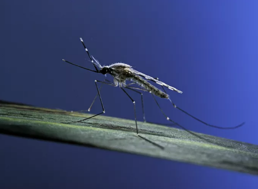 موجوادت مرگبار