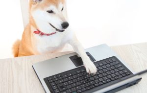 توکن‌های BONK با تم Shiba Inu نزدیک به 1000 درصد برای ارائه‌دهندگان نقدینگی Solana بازده دارند