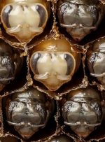 ویدئو/ تولید واکسنی برای زنبورهای عسل در آمریکا