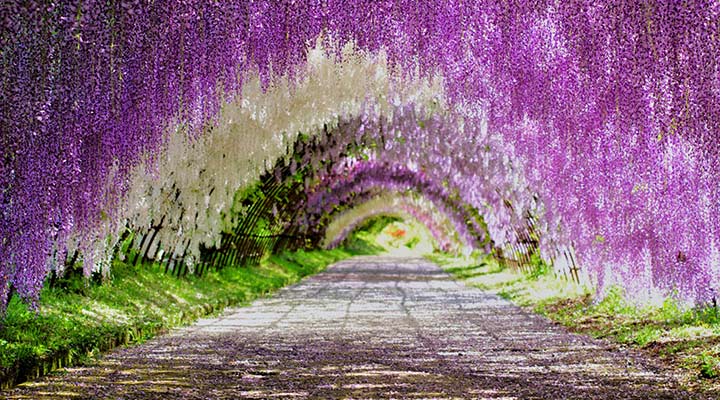 مشکلات رایج گل ویستریا یا پیچ گلیسین