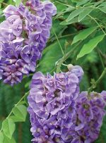 پیچ گلیسین؛ روش نگهداری و تکثیر این گیاه رونده زیبا