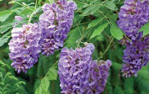 پیچ گلیسین؛ روش نگهداری و تکثیر این گیاه رونده زیبا پیچ گلیسین؛ روش نگهداری و تکثیر این گیاه رونده زیبا