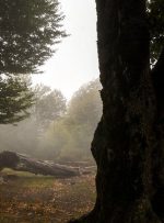 جنگل های زیبای شمال کشور در مه + عکس