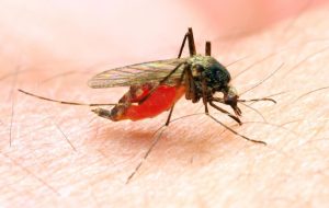 جزئیات اقدامات “خانه حشرات” انستیتو پاستور ایران / ضرورت استمرار رصد مالاریا در کشور