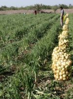 ارزانی پیاز  ۱۰ روز دیگر