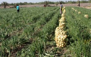 ارزانی پیاز  ۱۰ روز دیگر