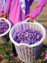 یخبندان بی‌سابقه امسال بازار زعفران را داغ می‌کند؟