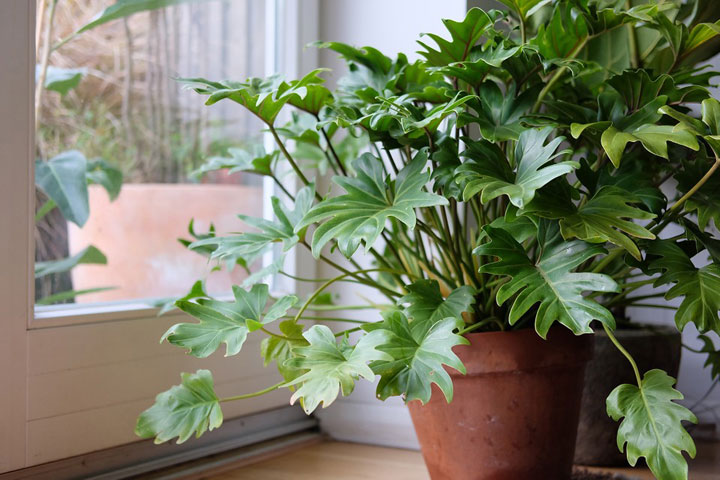 فیلودندرون مینیاتوری (زانادو)