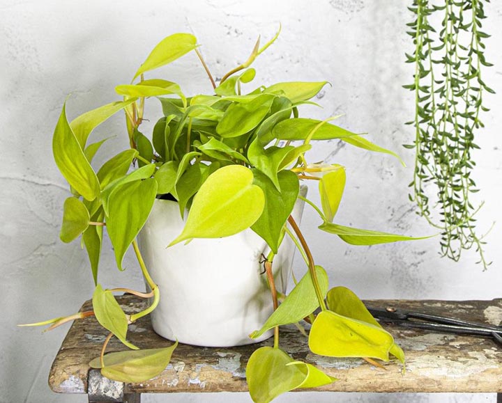 فیلودندرون نئون