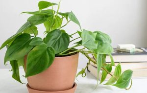 انواع فیلودندرون؛ روش نگهداری و تکثیر آن انواع فیلودندرون؛ روش نگهداری و تکثیر آن