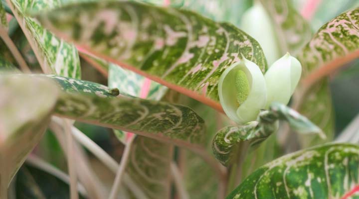 گل گیاه آگلونما