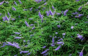 گیاه پنج انگشت؛ آثار مثبت آن بر بیماری‌های زنانه + مضرات احتمالی