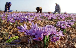 طالبان زعفران ایرانی را صادر می‌کند