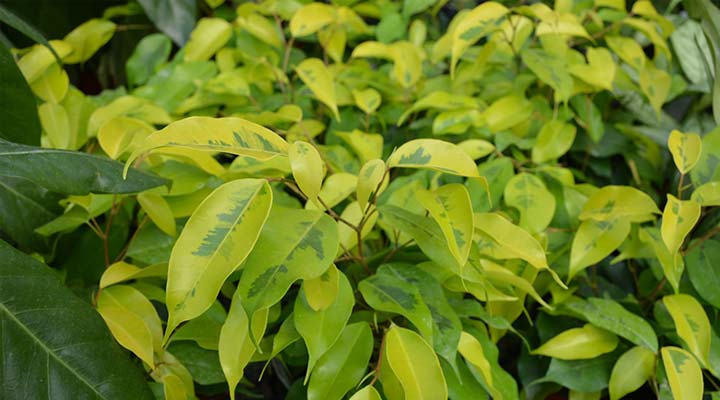 گیاه بنجامین پادشاه طلایی