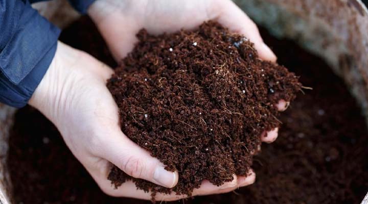 خاک موردنیاز برای رشد بهتر گیاه بنجامین