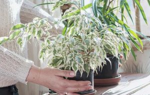 گیاه بنجامین؛ معرفی انواع، شرایط نگهداری و تکثیر گیاه بنجامین؛ معرفی انواع، شرایط نگهداری و تکثیر