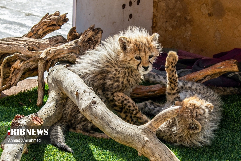 آذر و توران