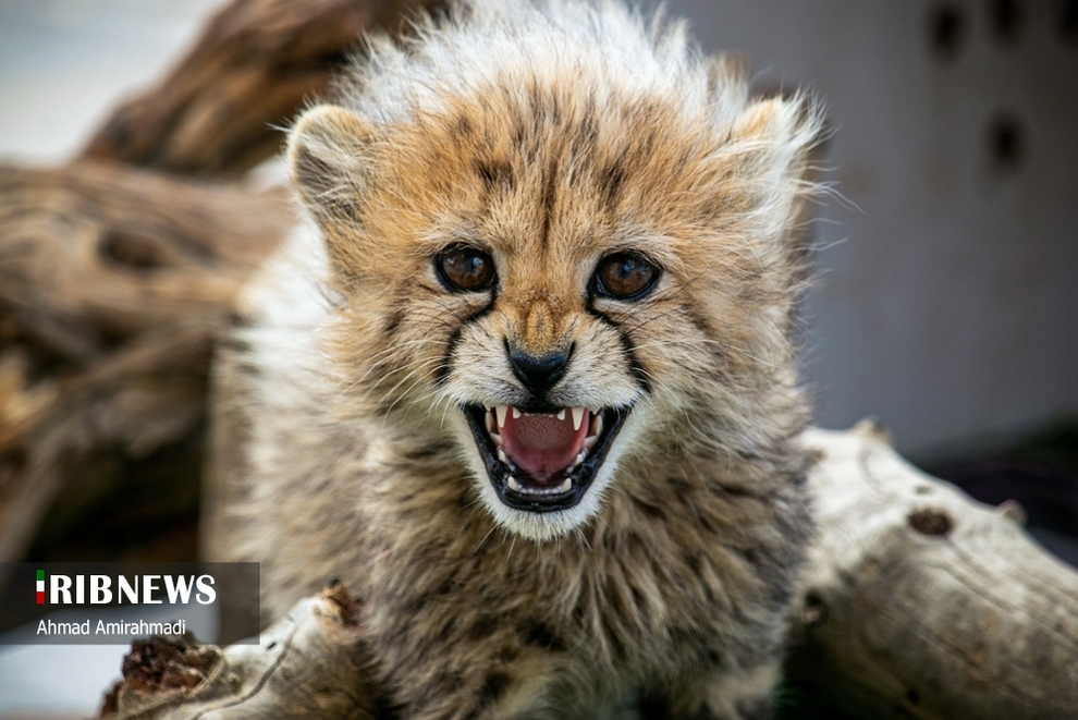 آذر و توران