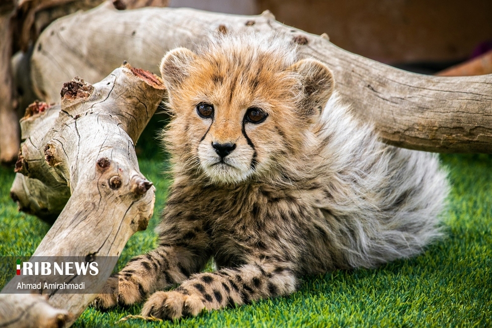 آذر و توران