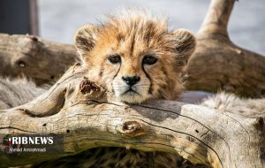 آذر و توران به پارک ملی توران منتقل شدند + عکس آذر و توران به پارک ملی توران منتقل شدند + عکس