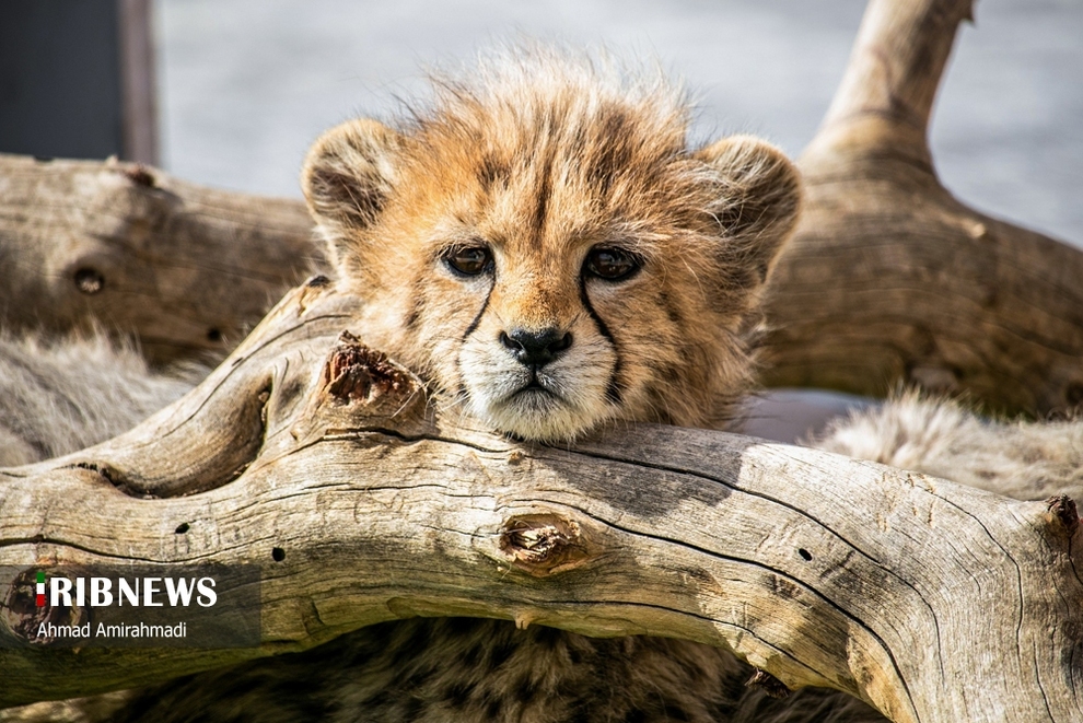 آذر و توران 