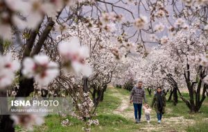 ایسنا – رویش زودهنگام «شکوفه‌های بادام»