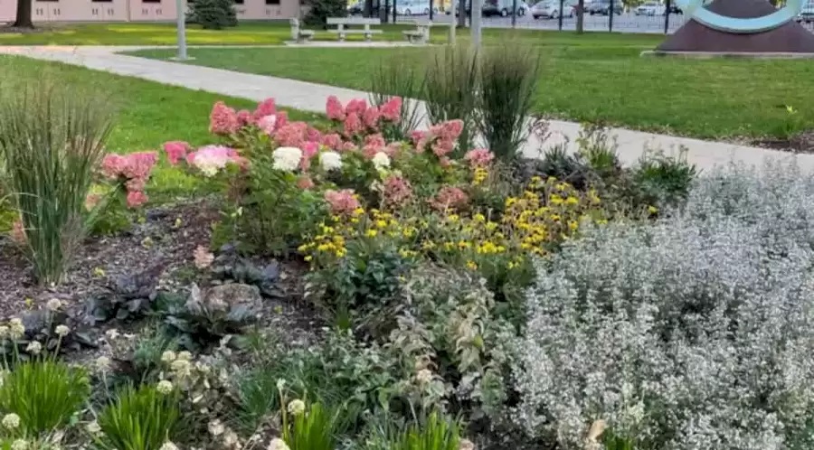 تست بینایی خرگوش