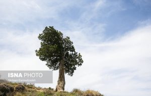 تشدید حفاظت از میراث طبیعی و درختان کهنسال البرز