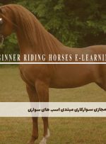 دوره سوارکاری مبتدی اسب های سواری – دوره | مدرک معتبر