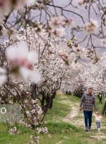 شکوفه‌های زودهنگام بادام در شیراز