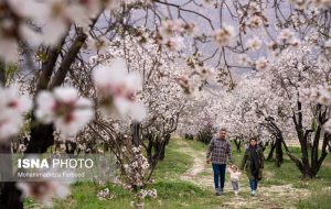 شکوفه‌های زودهنگام بادام در شیراز