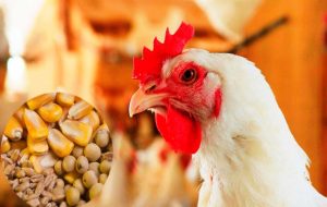 مرغداران: پول کنجاله را گرفتند ولی آن را نمی‌دهند