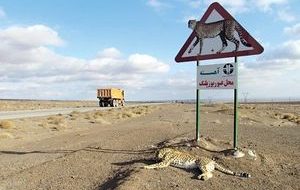 نتیجه مرگبار بی توجهی به تابلوی عبور حیوانات در جاده + فیلم نتیجه مرگبار بی توجهی به تابلوی عبور حیوانات در جاده + فیلم