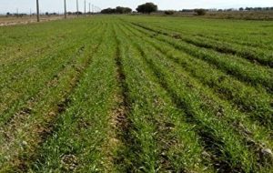 نشست نخبگان بخش کشاورزی برگزار شد