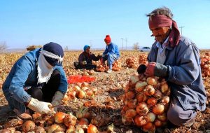 واردات ۵۰ هزار تن پیاز از خارج برای تنظیم بازار داخل واردات ۵۰ هزار تن پیاز از خارج برای تنظیم بازار داخل