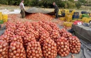 چرا قیمت پیاز افزایش یافت؟/ از صادرات پیاز تا تبدیل‌شدن به واردکننده